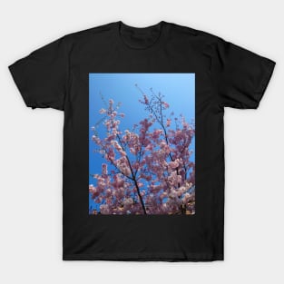 Pink cherry blossom, blue sky 22 T-Shirt